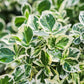 Stamm-Pflanze - Euonymus fortunei Emerald Gaiety -Terrassenpflanze - Immergrün - Winterhart - Grün-Graues Blatt - Topf 19cm Höhe 90cm