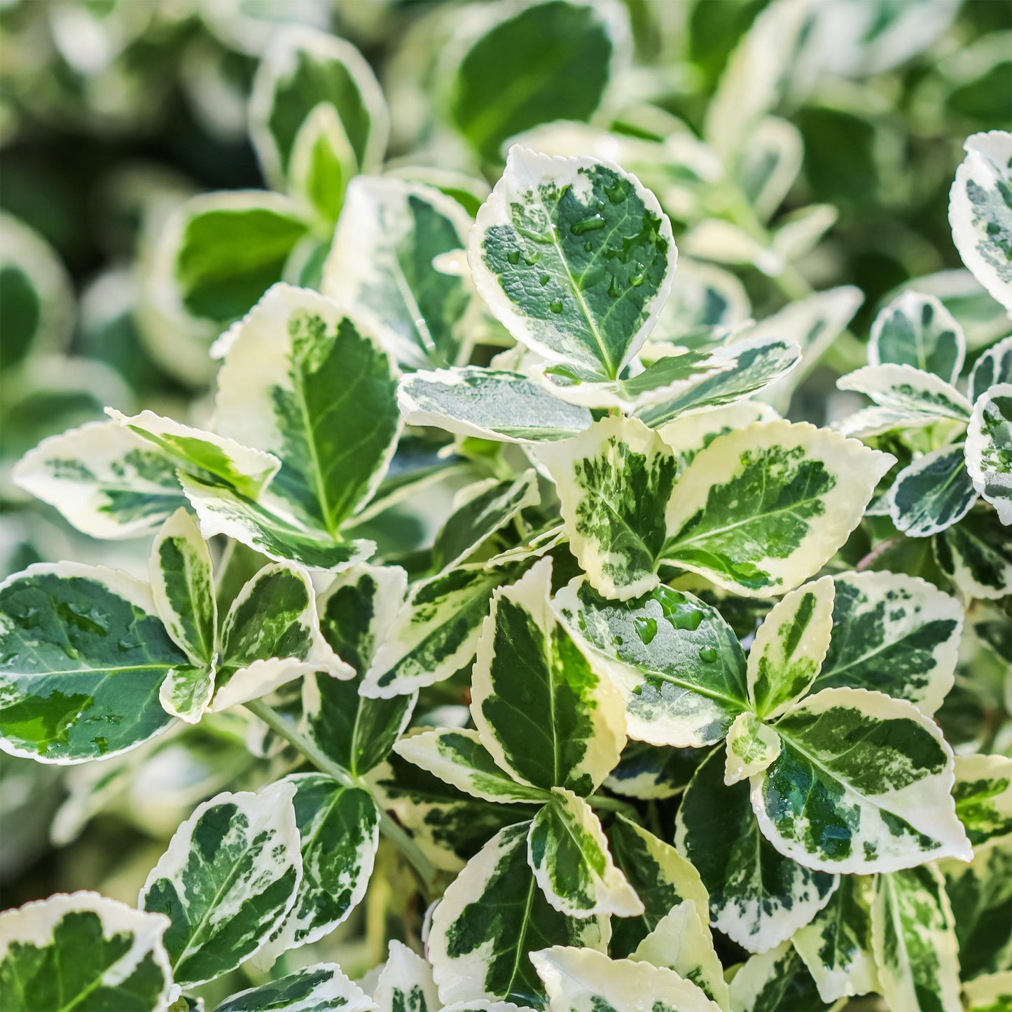 Stamm-Pflanze - Euonymus fortunei Emerald Gaiety -Terrassenpflanze - Immergrün - Winterhart - Grün-Graues Blatt - Topf 19cm Höhe 90cm