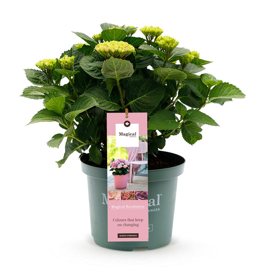 Hortensie - Hydrangea Magical Revolution Pink - Pink - 6-10 Blumen - Topf 23cm Höhe 55cm