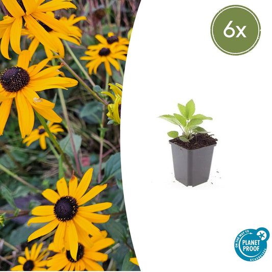 Sonnenhut - 6x Rudbeckia fulgida 'Goldsturm' - ↕10-25cm - Ø9cm