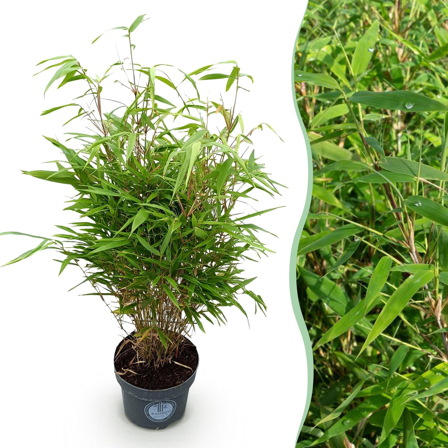 Gräser - Fargesia Rufa - Bambus - Nicht Ausbreitend - Grün - 1 Pflanze - Topf 23 cm - Höhe 80 cm