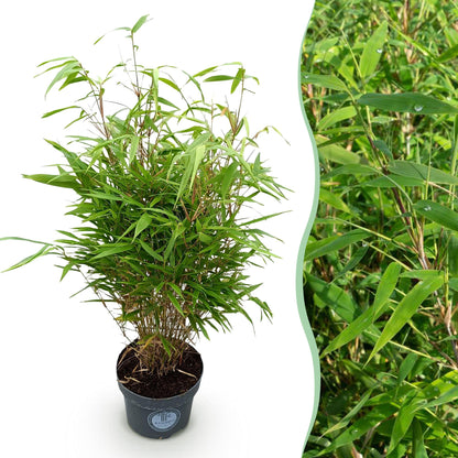 Gräser - Fargesia Rufa - Bambus - Nicht Ausbreitend - Grün - 1 Pflanze - Topf 23 cm - Höhe 80 cm