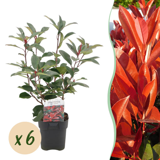 Heckenpflanzen - Photinia fraseri Red Robin - grün rot - 6 Pflanzen - 1 laufender Meter - immergrün - Topf 17cm Höhe 50cm "