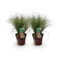 Ziergräser - Carex comans Frosted Curls - Grün - 2 Pflanzen - Immergrün - Wenig Pflege - Topf 17cm Höhe 50cm