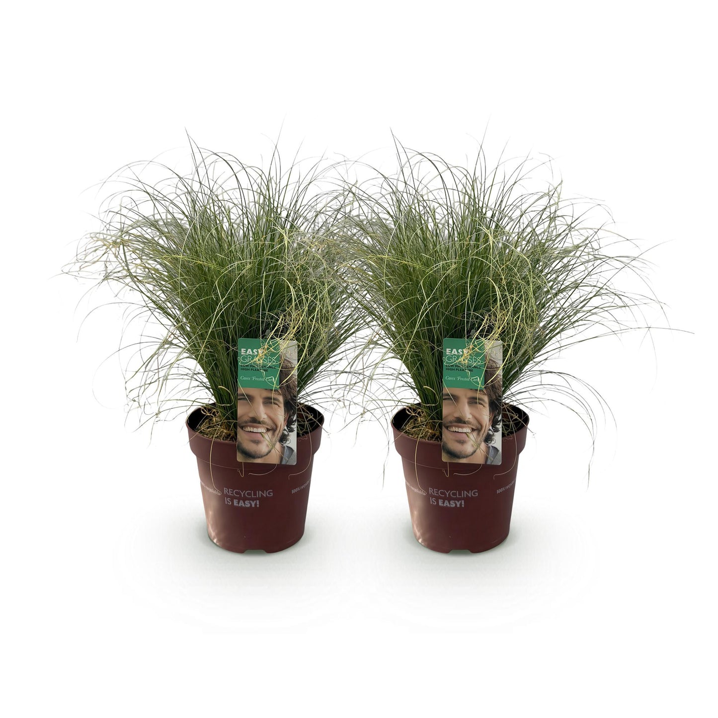 Ziergräser - Carex comans Frosted Curls - Grün - 2 Pflanzen - Immergrün - Wenig Pflege - Topf 17cm Höhe 50cm