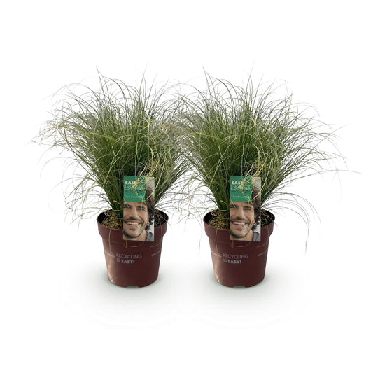 Ziergräser - Carex comans Frosted Curls - Grün - 2 Pflanzen - Immergrün - Wenig Pflege - Topf 17cm Höhe 50cm