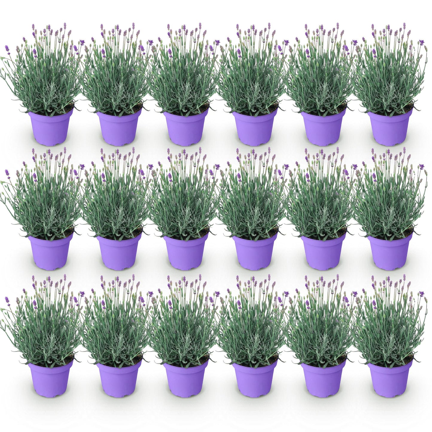 Lavandula angustifolia Munstead - Lavendel - Winterhart - Lila - 18 Pflanzen - Topf 12cm - Höhe 15-25cm