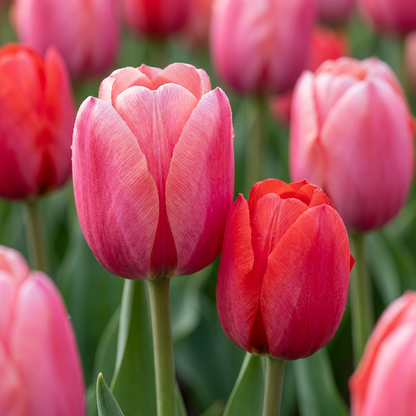 40x Tulipa Pink - Red - Rosa-rote Tulpe - Rosa und Rot - Frühlingsblüher - Zwiebelgröße 10/12