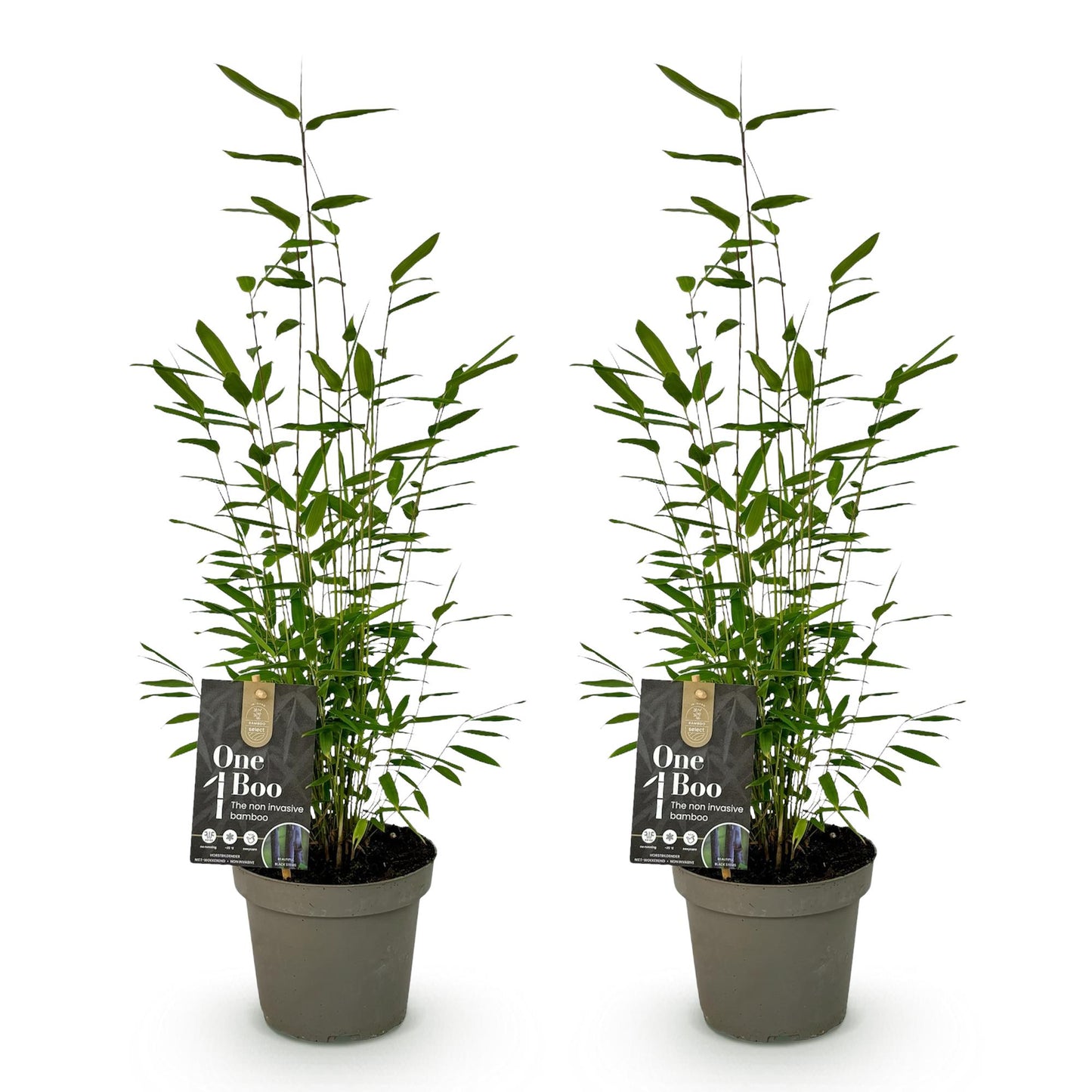 Bambus - Fargesia Black Dragon - Grün - 2 Pflanzen - Immergrün - Nicht Ausbreitend - Topf 14cm Höhe 35cm