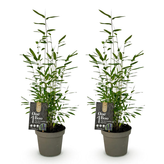 Bambus - Fargesia Black Dragon - Grün - 2 Pflanzen - Immergrün - Nicht Ausbreitend - Topf 14cm Höhe 35cm