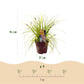 Ziergräser - Carex oshimensis Everillo - Gelb - 4 Pflanzen - Immergrün - Wenig Pflege - Topf 17cm Höhe 50cm
