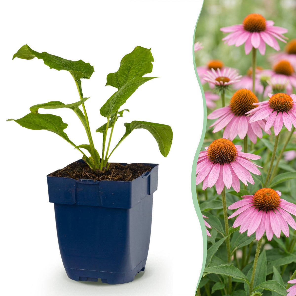 Sonnenhut - Echinacea purp. Magnus - Bienen- und Schmetterlingsanzieher - Rosa - 1 Pflanzen - Topf 11cm - Höhe 15-25cm