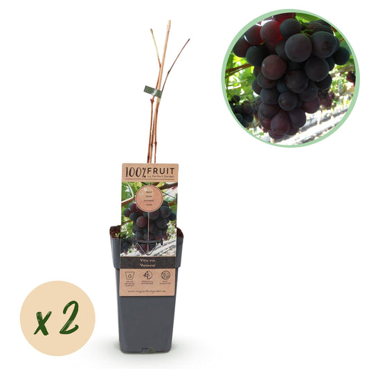 Obstpflanze - Vitis vinifera Vanessa - Weintraubenpflanze - Tafeltraube - Blaue Traube - 2 Pflanzen - Topf 15cm - Höhe 50cm