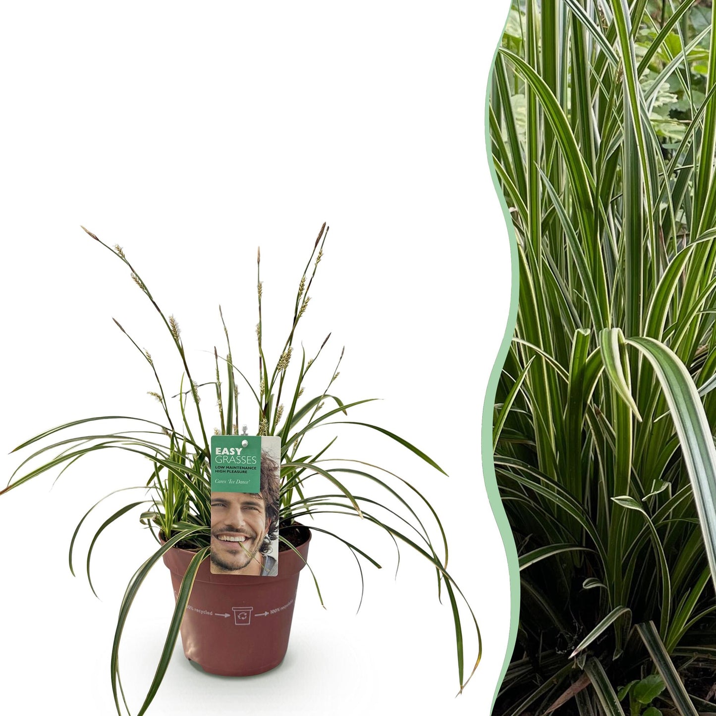Ziergräser - Carex morrowii Ice Dance - Weiß & Grün - 1 Pflanze - Immergrün - Winterhart - Topf 17cm Höhe 50cm