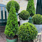 Ilex pyramide 55 cm hoog | 1x  -  Ø  21 cm