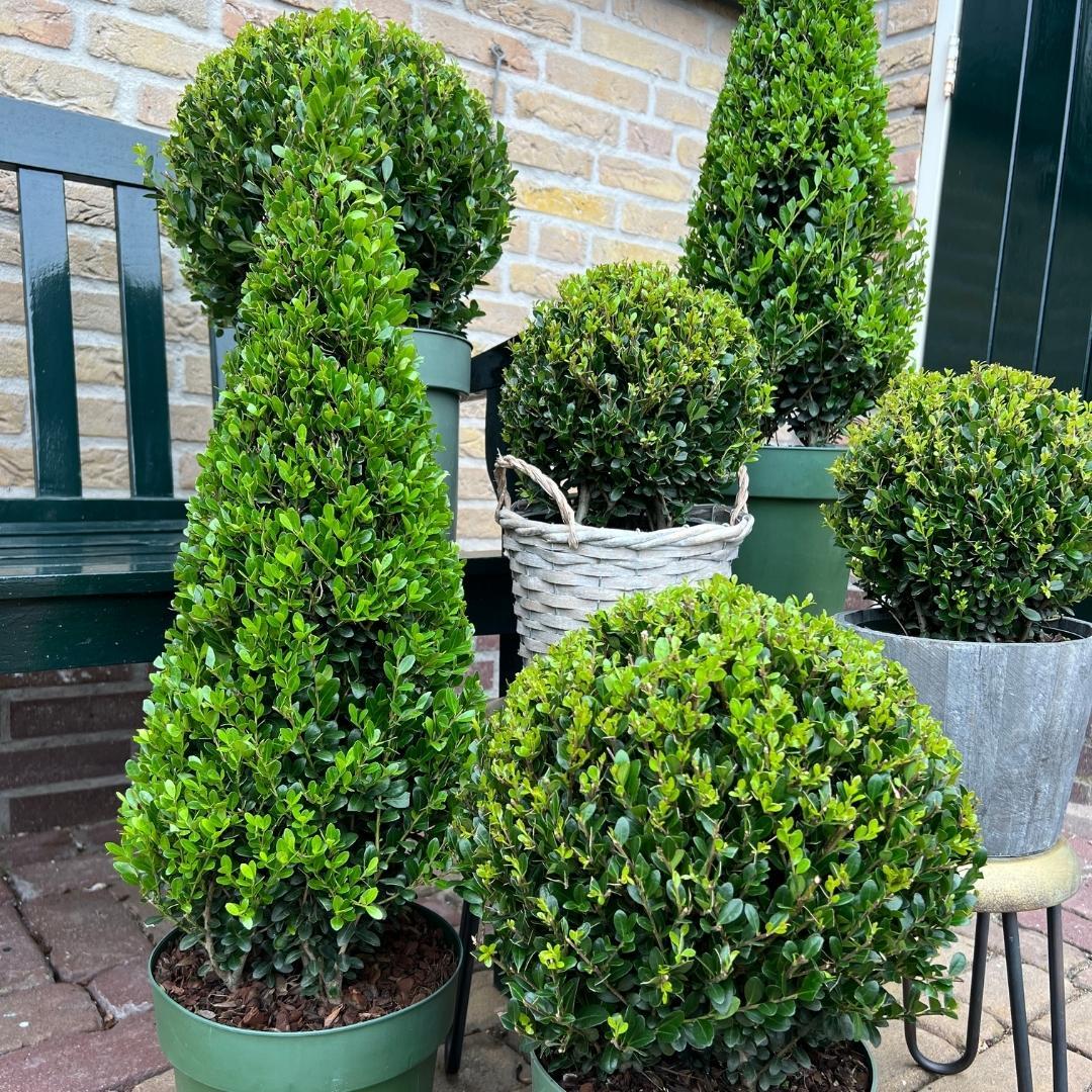 Ilex pyramide 55 cm hoog | 1x  -  Ø  21 cm