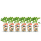 Obstpflanzen - Erdbeere - Fragaria Elsanta - Winterhart - 6 Pflanzen - Topf 9 cm - Rote Erdbeere