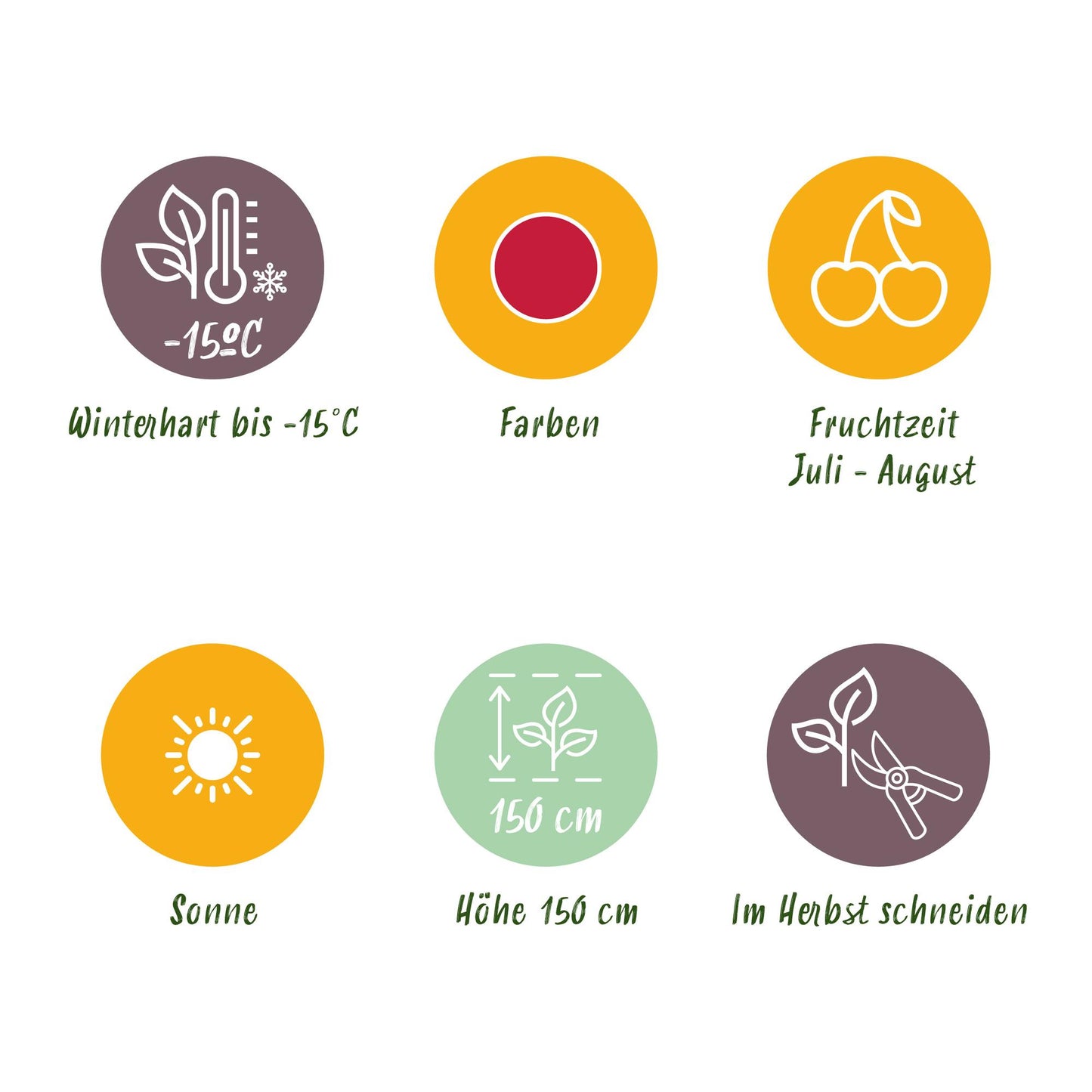 Obstpflanzen - Himbeere - Rubus idaeus Heritage - Winterhart - 3 Pflanzen - Topf 9 cm - Rote Himbeere