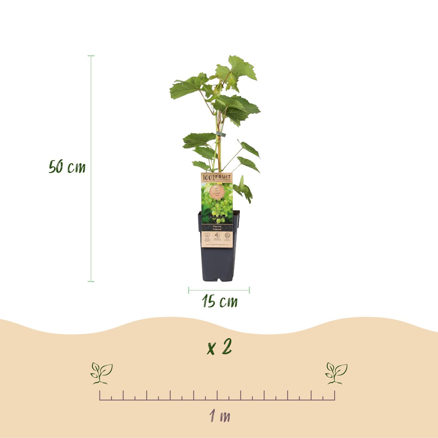 Obstpflanze - Vitis vinifera Himrod - Weintraubenpflanze - Kernenlos - Weiße Traube - 2 Pflanzen - Topf 15cm - Höhe 50cm
