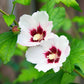 Hibiscus syriacus Hamabo - Garden Hibiscus - Hardy - White - Pink - 3 Plants - Pot 17cm - Height 45cm