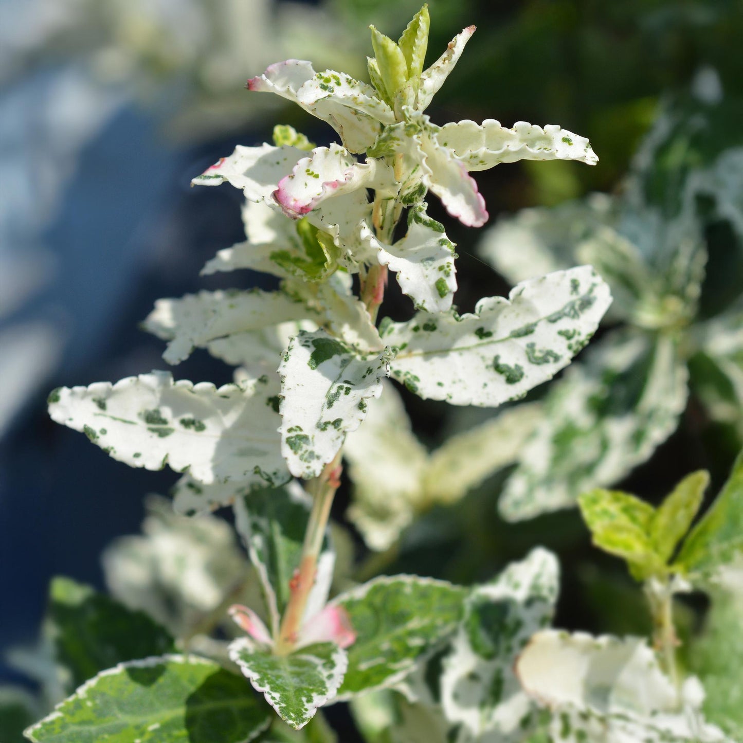 Stamm-Pflanze - Euonymus fortunei Harlequin - Terrassenpflanze - Immergrün - Winterhart - Grün-Weiße Blätter - Topf 19cm Höhe 90cm