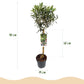 Olea Europaea - Terrassen Pflanze - Immergrün - Winterhart - Olivenfarbenes Blatt - Topf 19cm Höhe 90cm