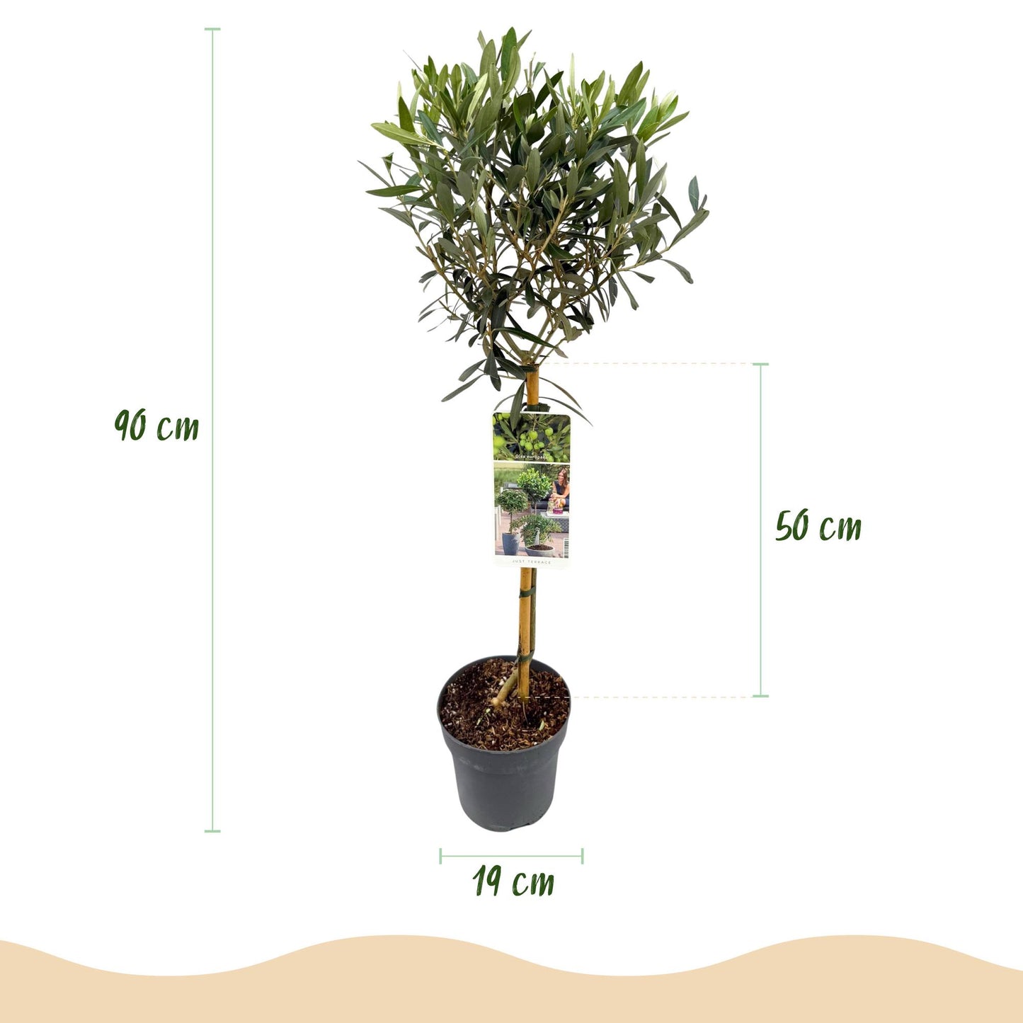 Olea Europaea - Terrassen Pflanze - Immergrün - Winterhart - Olivenfarbenes Blatt - Topf 19cm Höhe 90cm