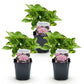 Hortensie - Hydrangea macrophylla Rosa - Blume Rosa - 3 Pflanzen - 1 m2 - Laubabwerfend - Wenig Pflege - Topf 17cm Höhe 30cm