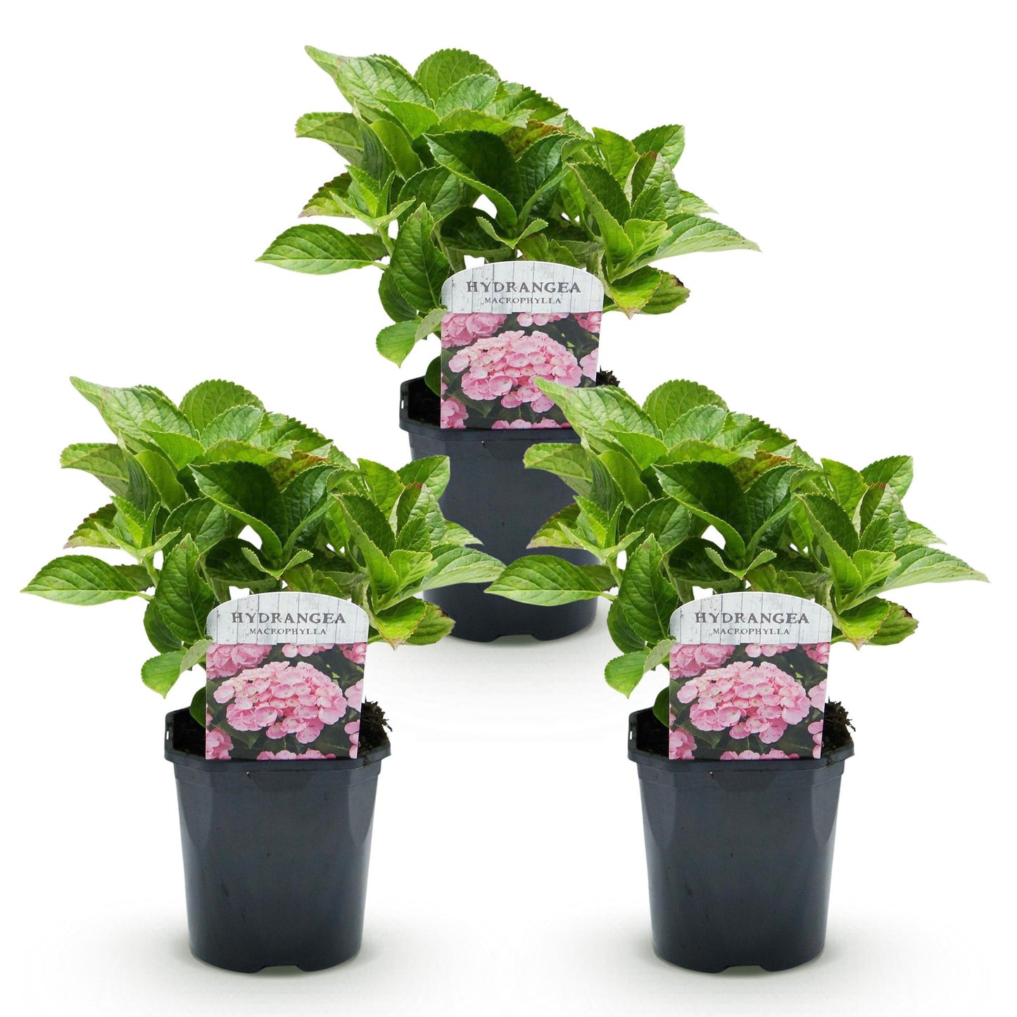 Hortensie - Hydrangea macrophylla Rosa - Blume Rosa - 3 Pflanzen - 1 m2 - Laubabwerfend - Wenig Pflege - Topf 17cm Höhe 30cm