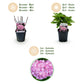 Hortensie - Hydrangea macrophylla Rosa - Blume Rosa - 3 Pflanzen - 1 m2 - Laubabwerfend - Wenig Pflege - Topf 17cm Höhe 30cm