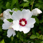 Hibiscus syriacus Red Heart - Garden Hibiscus - Hardy - White - Red - 3 Plants - Pot 17cm - Height 45cm