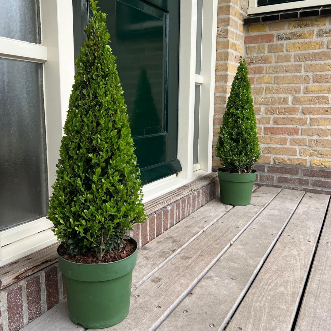 Ilex pyramide 55 cm hoog | 1x  -  Ø  21 cm