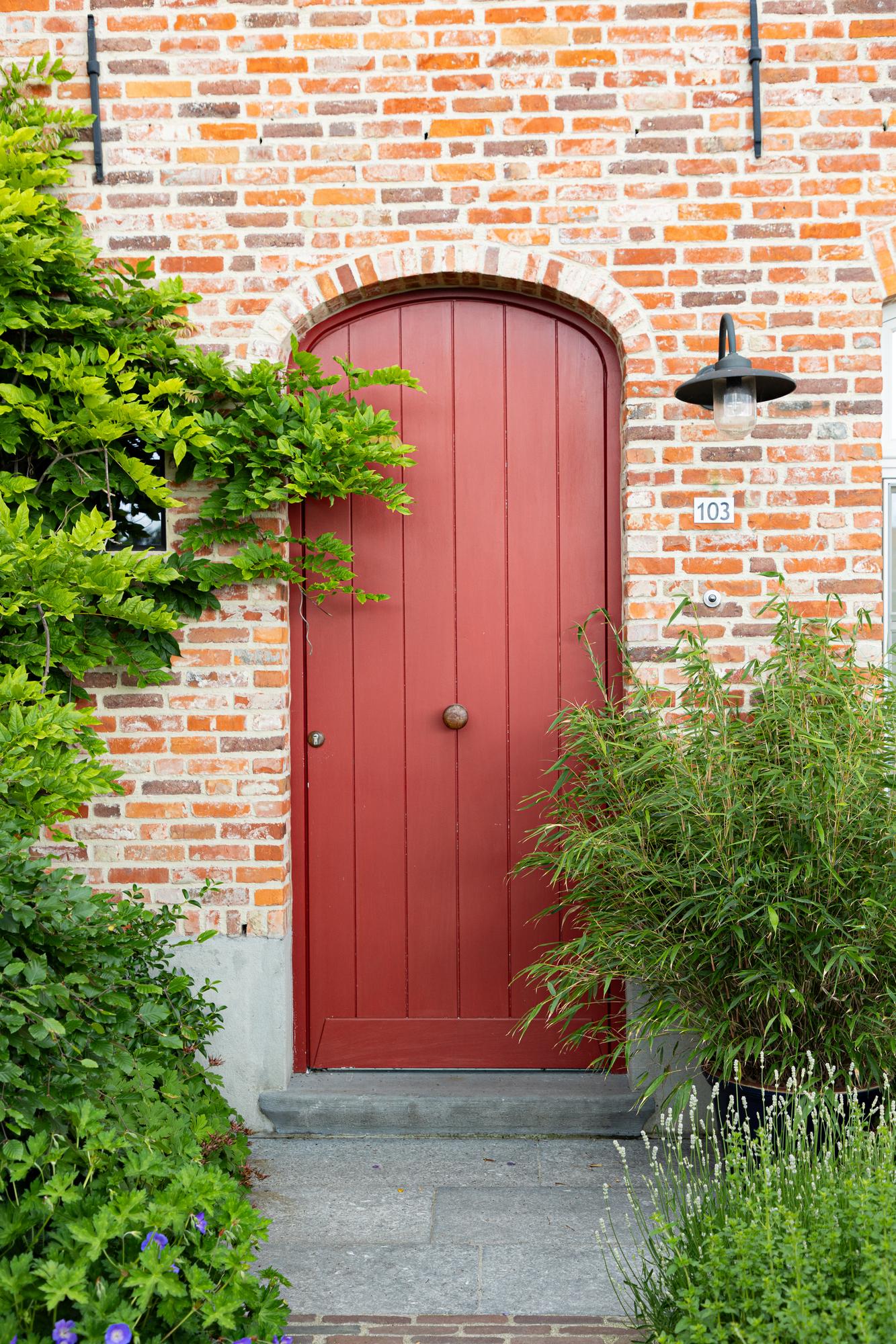 Gräser - Fargesia Rufa - Bambus - Nicht Ausbreitend - Grün - 1 Pflanze - Topf 23 cm - Höhe 80 cm