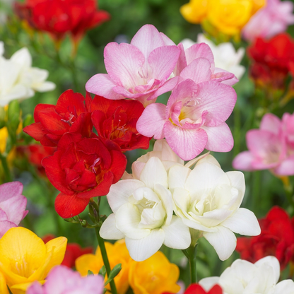 80x Freesia Double Mix - Double Freesia Mix - Miscellaneous - Cut flower