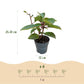 Hydrangea panniculata Living Infinity - Rispenhortensie - Winterhart - Weiß - 1 Pflanze - Topf 12cm - Höhe 20-30cm