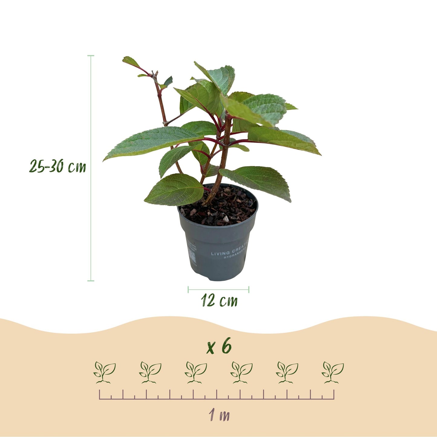 Hydrangea panniculata Living Infinity - Rispenhortensie - Winterhart - Weiß - 1 Pflanze - Topf 12cm - Höhe 20-30cm