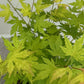 Japanischer Ahorn - Acer palmatum Orange Dream - Orange - 2 Pflanzen - Laubabwerfend - Topf 19cm Höhe 70cm