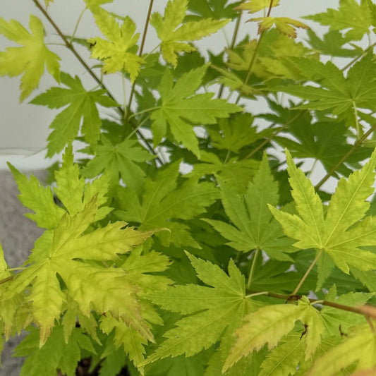 Japanischer Ahorn - Acer palmatum Orange Dream - Orange - 2 Pflanzen - Laubabwerfend - Topf 19cm Höhe 70cm