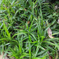 GreenboutiQ - Ziergräser - Carex morrowii Irish Green - Grün & Gelb - 4 Pflanzen - Immergrün - Pflegeleicht - Topf 17cm Höhe 50cm