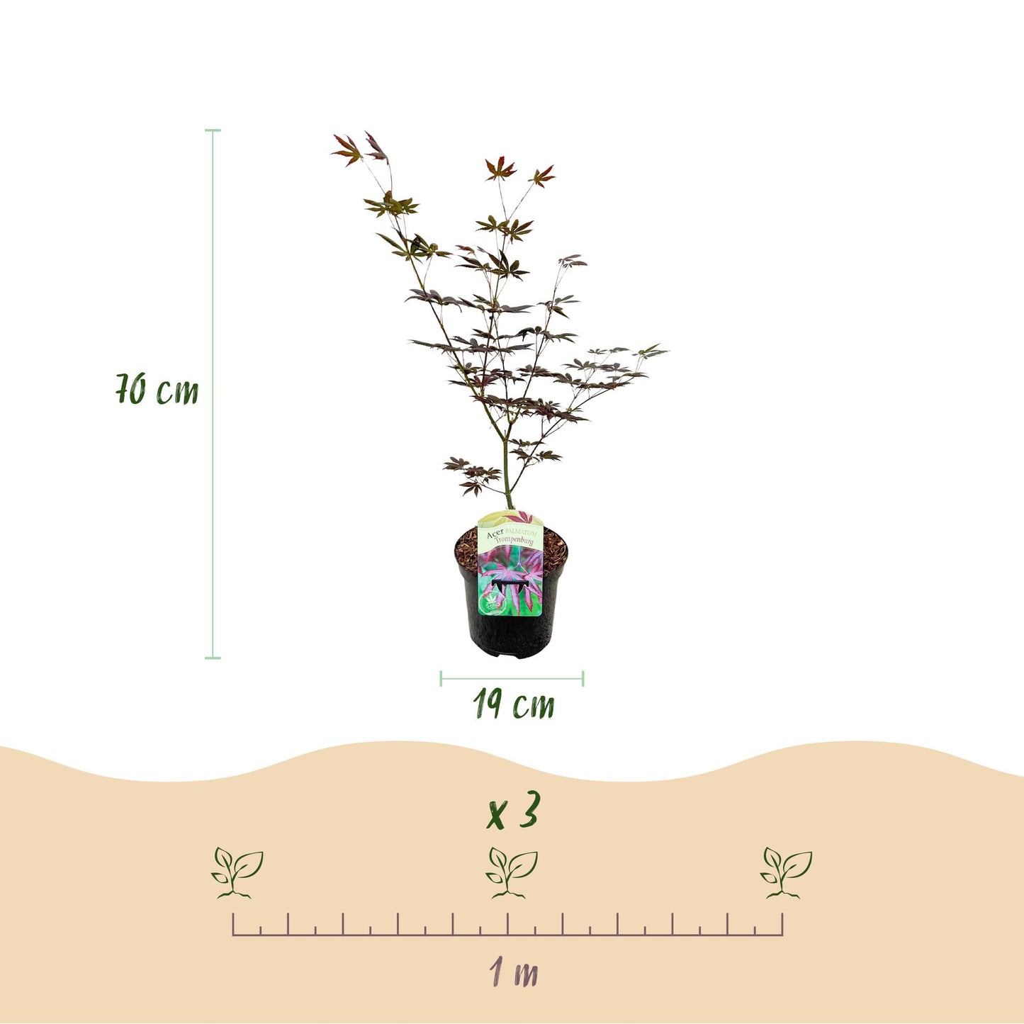 Japanischer Ahorn - Acer palmatum Trompenburg - Dunkel Lila - 1 Pflanze - Laubabwerfend - Topf 19cm Höhe 70cm