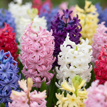 20x Hyacinthus mix - Mixed Hyacinth - Miscellaneous - Spring bloomer