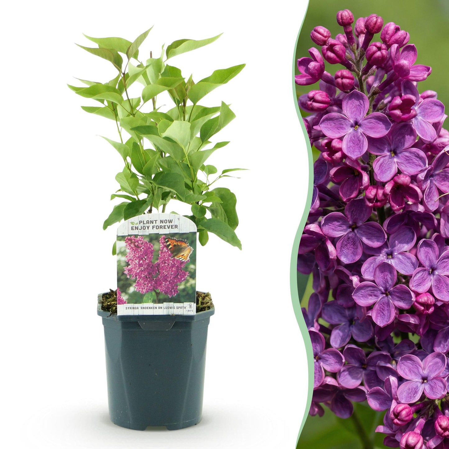 Syringa vulgaris Ludwig Spath - Common Lilac - Flieder - winterhart - violett - 1 Pflanze - Topf 17cm - Höhe 45cm