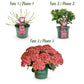 Hortensie - Hydrangea Magical Green Fire - Rosa Grün - 6-10 Blüten - 2 Pflanzen - Topf 23cm Höhe 55cm
