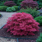 Japanischer Ahorn - Acer palmatum Pink Dwarf - Rosa - 1 Pflanze - Laubabwerfend - Topf 19cm Höhe 70cm