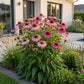 Sonnenhut - Echinacea purp. Magnus - Bienen- und Schmetterlingsanzieher - Rosa - 1 Pflanzen - Topf 11cm - Höhe 15-25cm