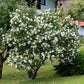 Hibiscus syriacus Red Heart - Garden Hibiscus - Hardy - White - Red - 3 Plants - Pot 17cm - Height 45cm