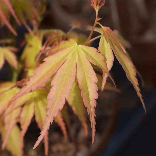 Japanischer Ahorn - Acer palmatum Katsura - Orange - 2 Pflanzen - Laubabwerfend - Topf 19cm Höhe 70cm