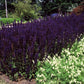 Steppen Salbei - 24x Salvia nem. 'Mainacht' - ↕10-25cm - Ø9cm