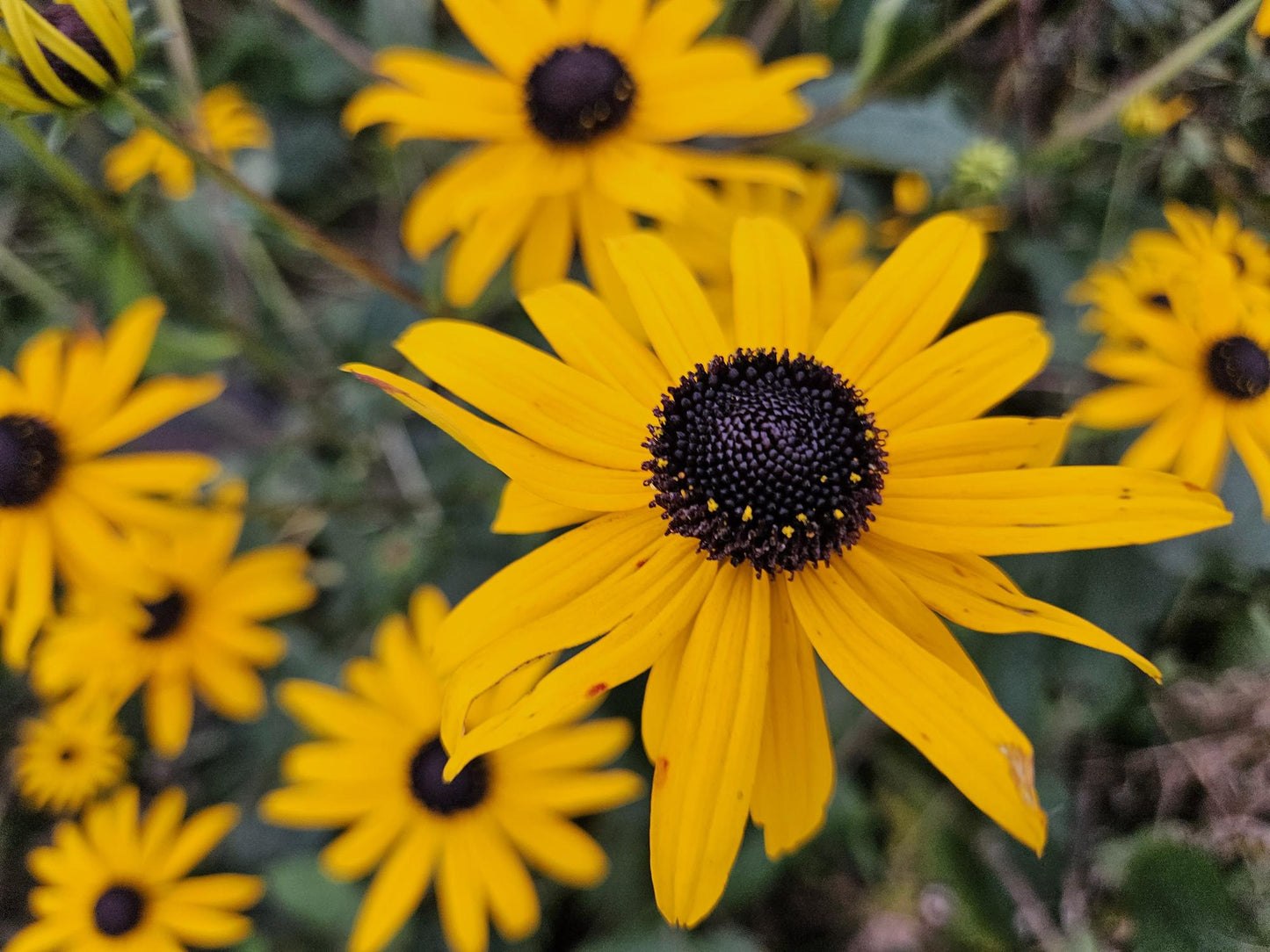 Rudbeckia fulgida 'Goldsturm' - ↕10-25cm - Ø9cm 24x