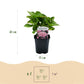 Hortensie - Hydrangea macrophylla Rosa - Blume Rosa - 3 Pflanzen - 1 m2 - Laubabwerfend - Wenig Pflege - Topf 17cm Höhe 30cm